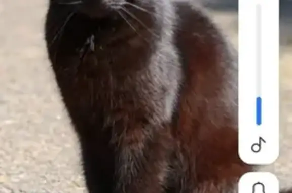 Чёрная кошка пропала: Октябрьская, 14