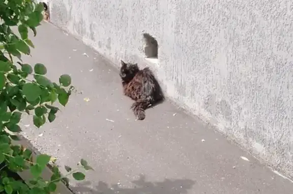 Найден кот: Плетешковский пер., 17с1