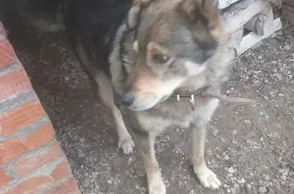 Найдена собака в Малаховском