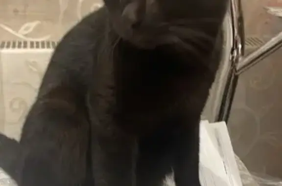 Найден чёрный кот: Циолковского, 6