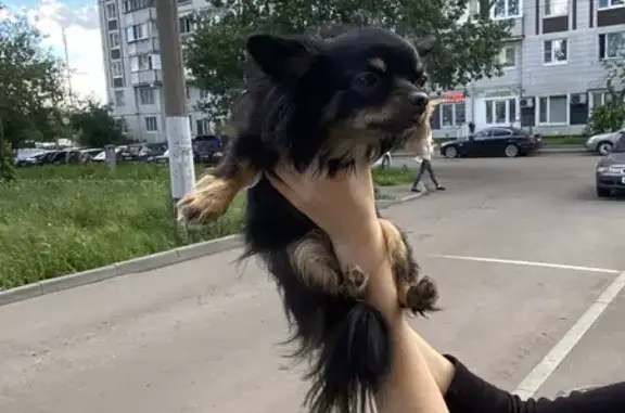 Найдена собака: Хабаровская ул., Мск