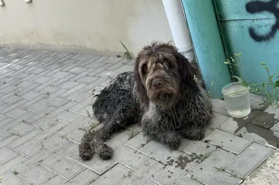 Найдена собака: ул. Тургенева, 44