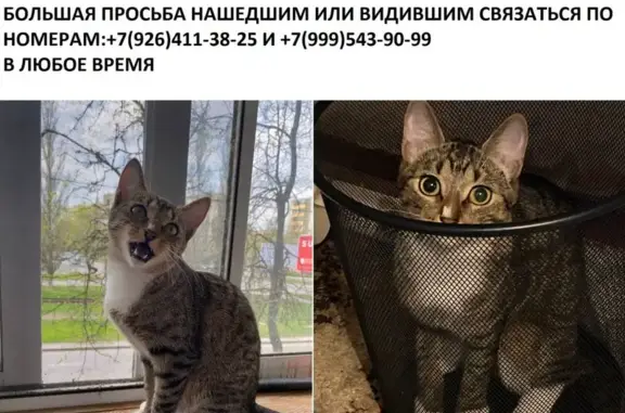 Пропала кошка, пр-т Королёва, 42