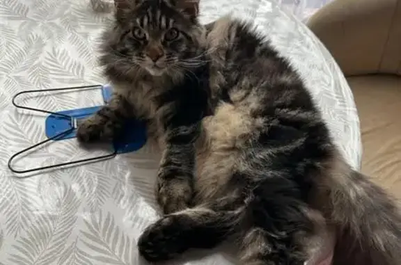 Пропала кошка Мей-Кун, Краснознаменский