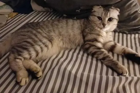 Потерянные животные Набережные Челны, фото: Пропала кошка: Наб. Челны, 37/01