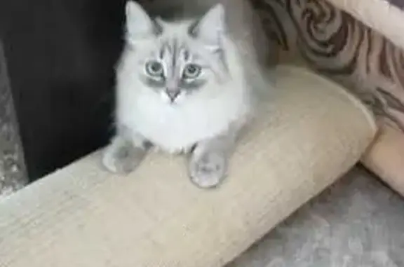 Пропала кошка на Набережной, 41