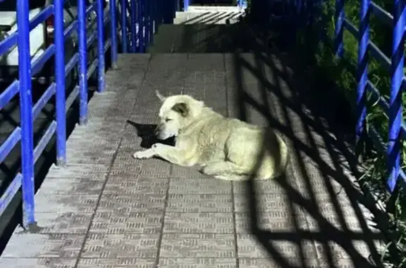 Найдена собака: Большая Подгорная, 87, Томск