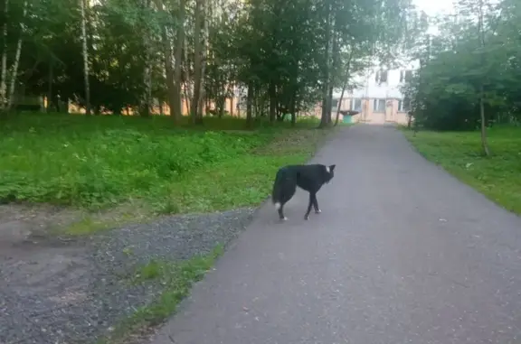 Найдена собака: Севастопольский пр., Мск