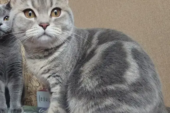 Пропала кошка: ул. Крашенинникова, 41