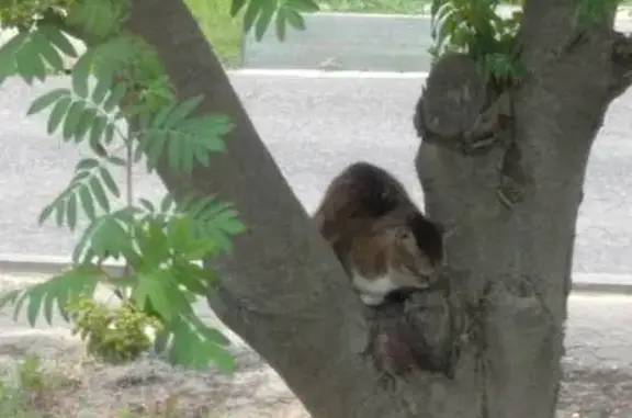 Кошка хромает на дереве, Маяковского 20