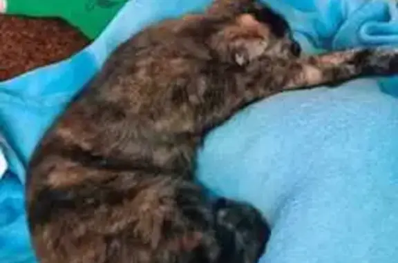 Потерянные животные , фото: Пропала кошка: Леси Украинки, 129