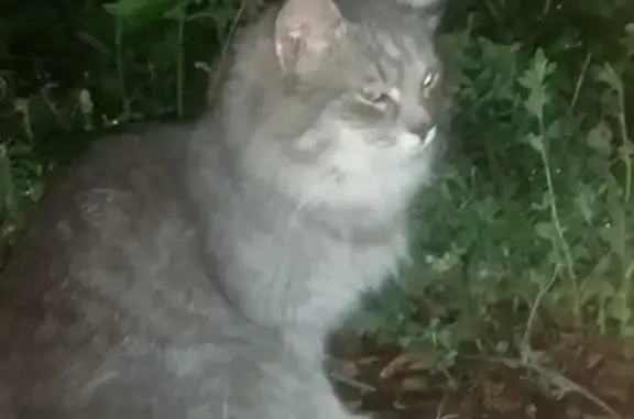 Найден кот: Моршанское ш., Тамбов