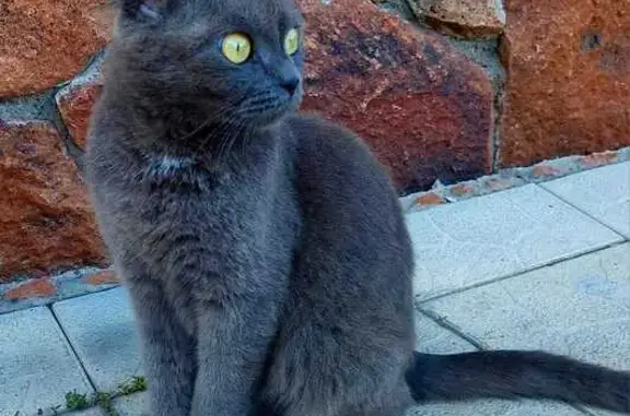 Найдена кошка, Ростовка, фото: Британская вислоухая, Ростовка