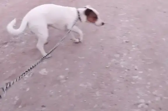 Найдена собака, Павловский Посад, фото: Потеряшка-Джек Рассел в Павловском