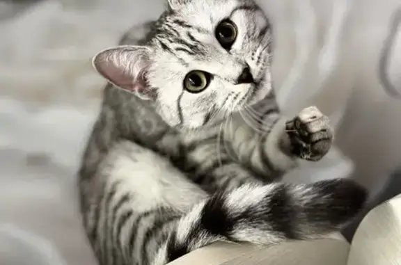 Объявления о пропавших и найденных животных, Камышин, фото: Пропала кошка, Камышин, 23