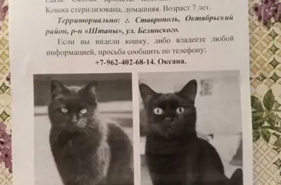 Пропала черная кошка, Октябрьская, Ставрополь