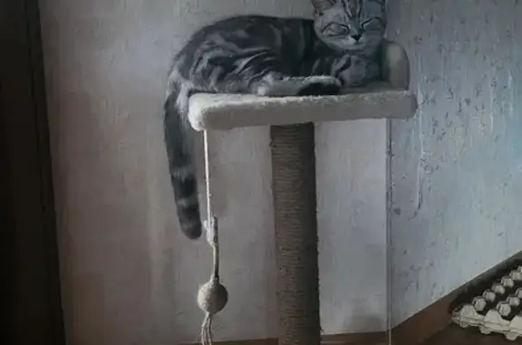 Объявления о пропавших и найденных животных, Тимофеевка, фото: Пропала кошка: 7-я ул., Тимофеевка