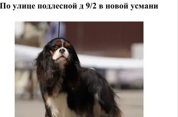 Пропала собака, пл. Ленина, Воронеж