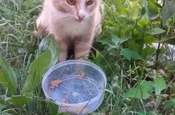 Найден котик: ул. Завертяева, 16, Омск