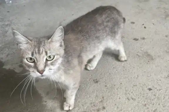 Найдена кошка: Саровского, 38, Воронеж