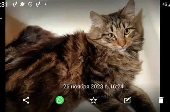 Пропал кот Себастиан, Маяковского, 41