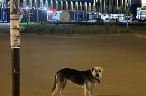 Найдена собака: Белинского, 5, Казань