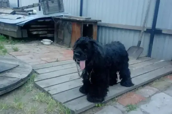 Найдена собака, ул. Удалова, 16, Омск