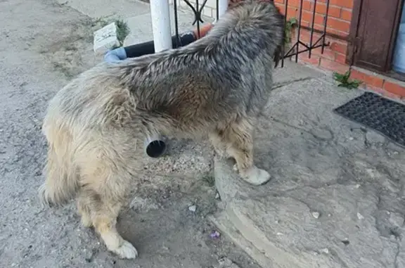 Найдена собака, ул. А.Николаева, 56