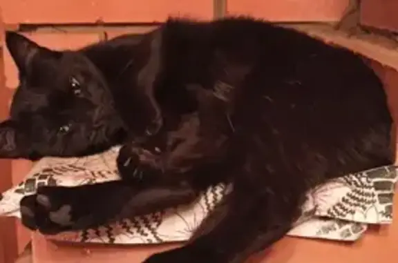 Пропала чёрная кошка в Хрипани!