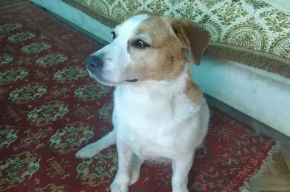 Найдена собака: Варшавское ш., Щаповское