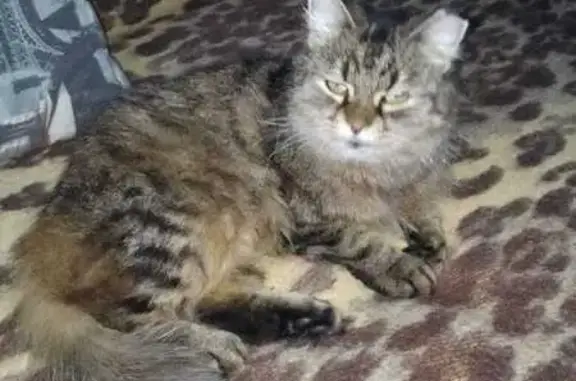 Потерянные животные Санкт-Петербург, фото: Пропала кошка: Дачный пр-т, 9к2