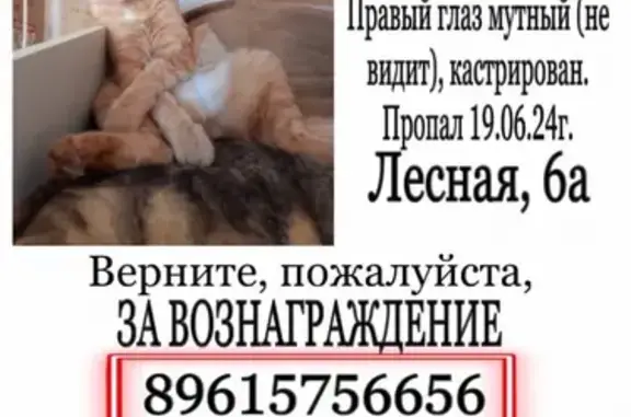 Пропала кошка: Лесная ул., 6А, Магнитогорск