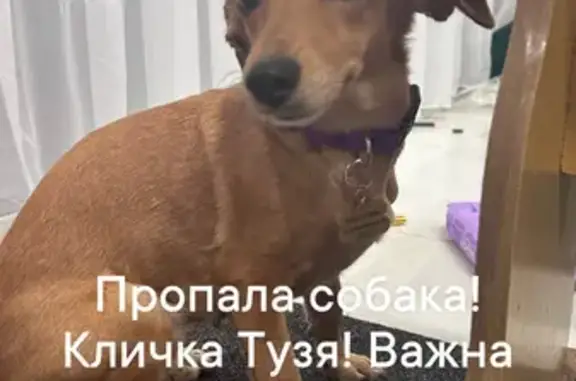 Потеряна собака Тузя, Липецк