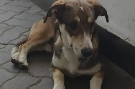 Найдена собака у ТЦ Ля Букет, Москва