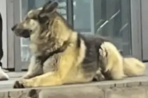 Найдена собака у Киндерей, Казань