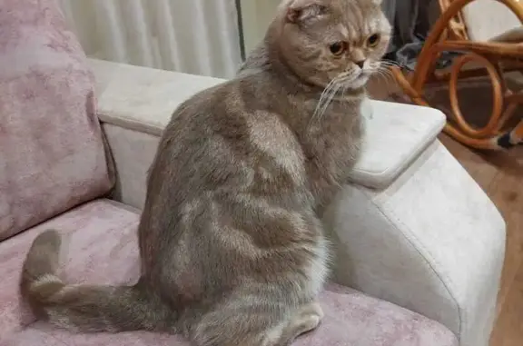 Потерянные животные Набережные Челны, фото: Пропала кошка: 32/05, Наб. Челны