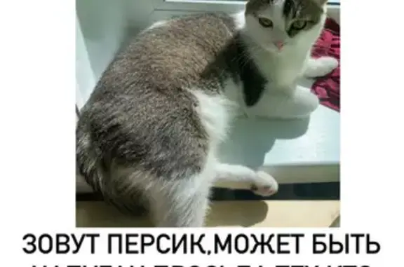 Пропала кошка: Саратовская, 27, Ижевск