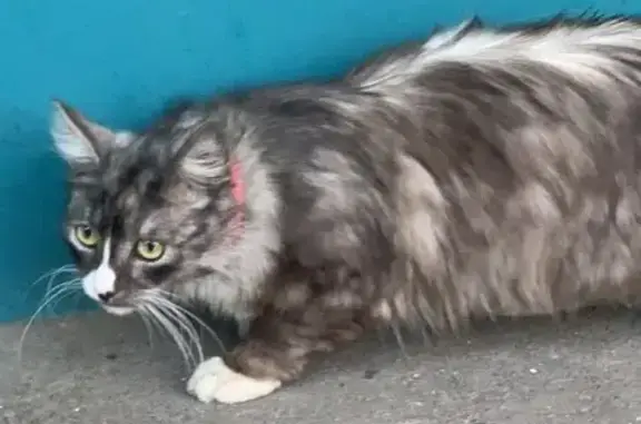 Найдена кошка на Красноярской ул.