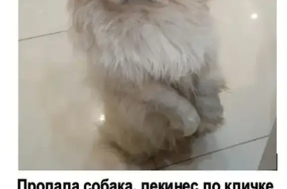 Пропала собака, ул. Новгородцевой, 35