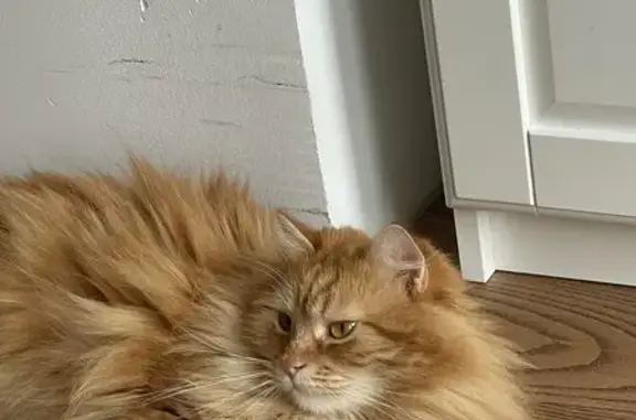 Кошки потеряшки, Санкт-Петербург, фото: Потеряшка рыжий кот Симба, Лахтинский пр.