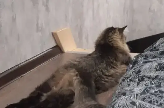 Потерянные животные Санкт-Петербург, фото: Пропал кот Кузя: Авиационная, 25