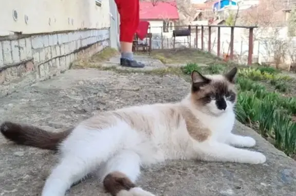 Пропал кот: Успенского, 34, Воронеж