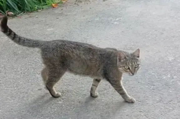 Найдена кошка: ул. Артёма, 15