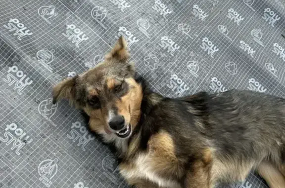 Найдена собака в Берсенихе, Нижний