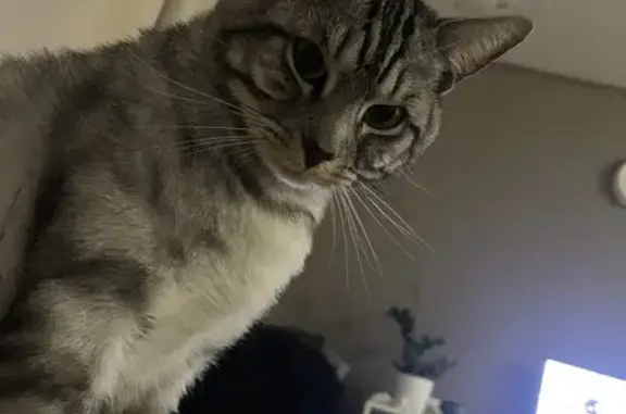 Кошки потеряшки, Набережные Челны, фото: Потеряшка кошка, Наб. Челны 26/04