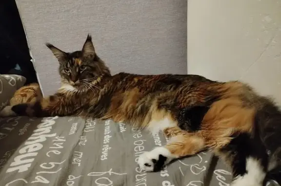 Потерянные животные Курск, фото: Пропала кошка на Дейнеки, 3 в Курске