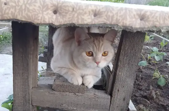Пропал кот: Заречная, Краснотурьинск