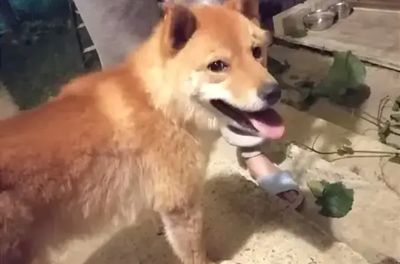 Найдена собака: Ейское ш., Краснодар