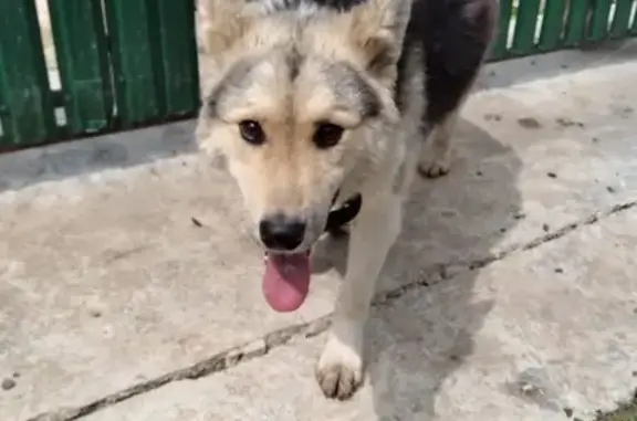 Найдена собака в Роговском, Москва
