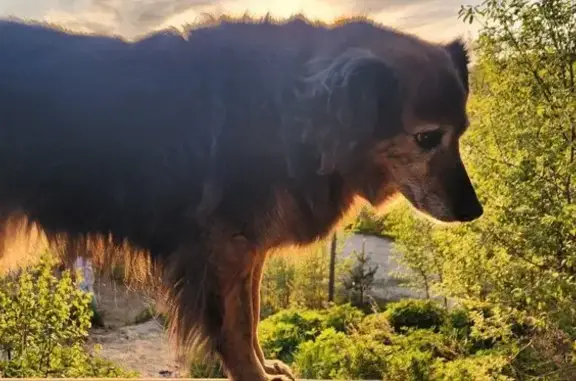 Собаки потеряшки, , фото: Потеряшка собака: Центральная, 13